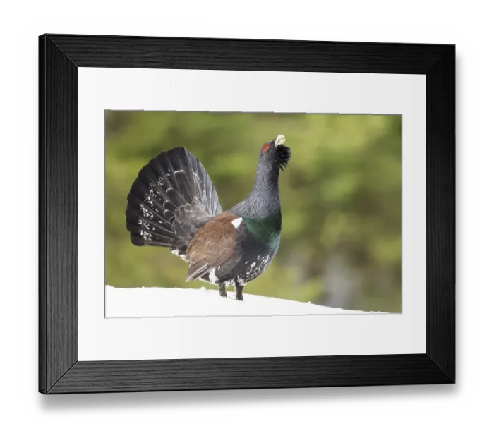Framed Print : Capercaillie (Tetrao urogallus) during courtship in forest