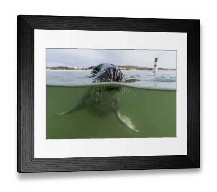 Framed Print : Grey seal (Halichoerus grypus) swimming in water