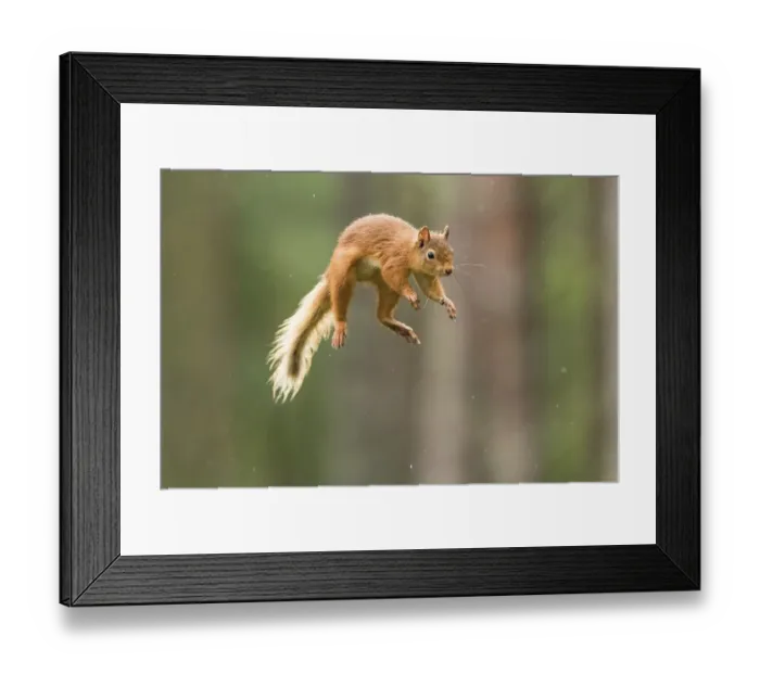 Framed Print : Eurasian red squirrel (Sciurus vulgaris) jumps through the air