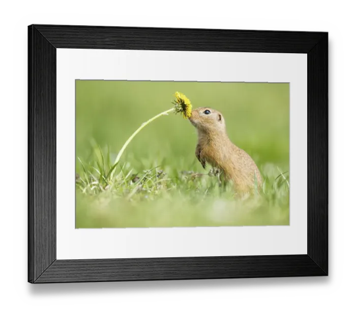 Framed Print : European ground squirrel (Spermophilus citellus) sniffing dandelion (Taraxacum) Framed Print : European ground squirrel (Spermophilus citellus) sniffing dandelion (Taraxacum)