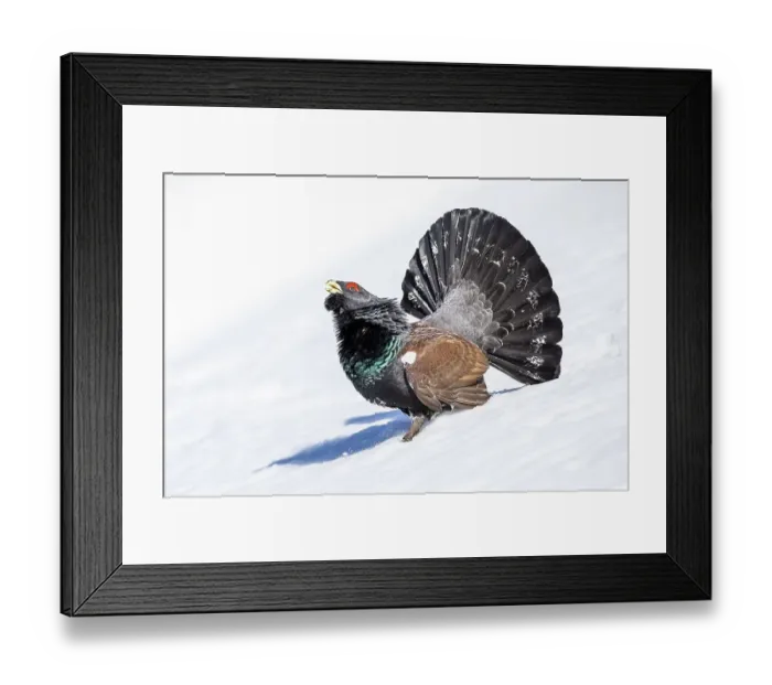 Framed Print : Western capercaillie (Tetrao urogallus)