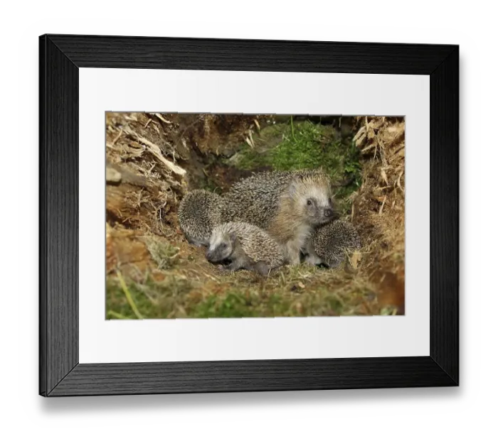 Framed Print : European Hedgehog (Erinaceus europaeus) with young
