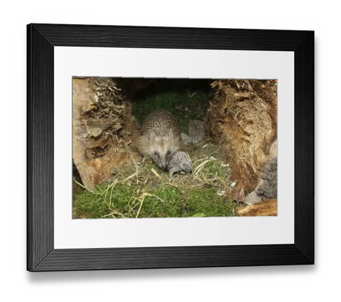 Framed Print : European Hedgehog (Erinaceus europaeus) with young Framed Print : European Hedgehog (Erinaceus europaeus) with young