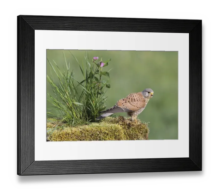 Framed Print : Common Common Kestrel (Falco tinnunculus) Framed Print : Common Common Kestrel (Falco tinnunculus)