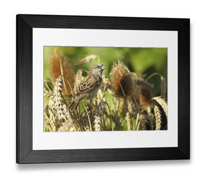 Framed Print : House sparrow ( Passer domesticus) Males foraging in wheat field
