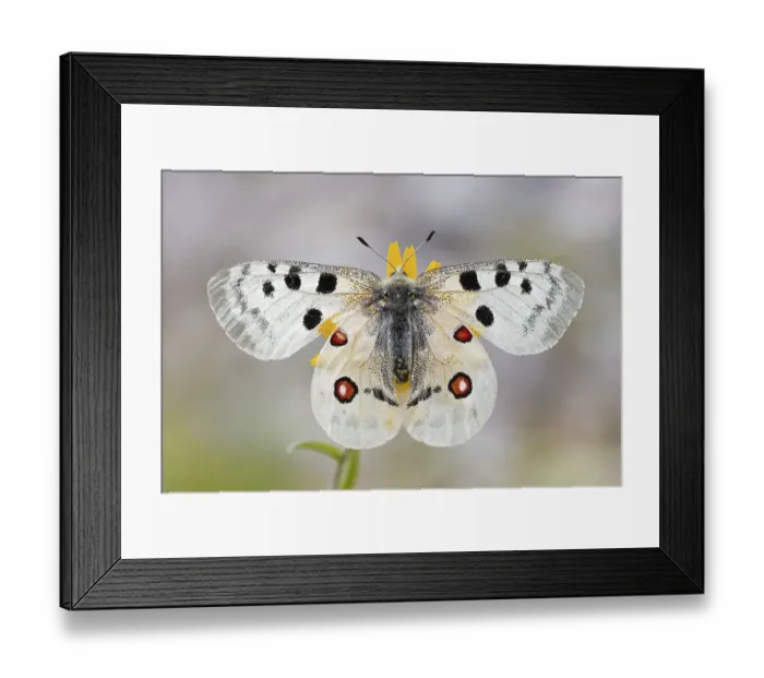 Framed Print : Red Apollo (parnassius apollo) with wings spread on flower Framed Print : Red Apollo (parnassius apollo) with wings spread on flower