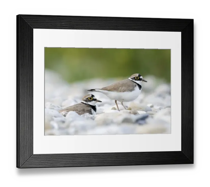Framed Print : Breeding bird pair, Little ringed plover (Charadrius dubius) on gravel bank
