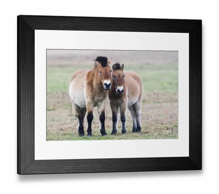 Framed Print : Przewalski's Horses (Equus ferus przewalskii) Framed Print : Przewalski's Horses (Equus ferus przewalskii)