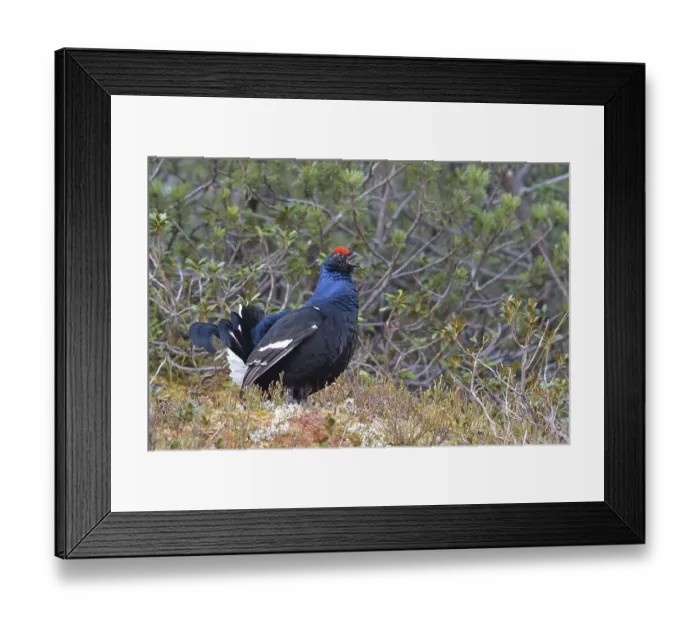 Framed Print : Black grouse (Lyrurus tetrix), courtshiping Black Grouse cock