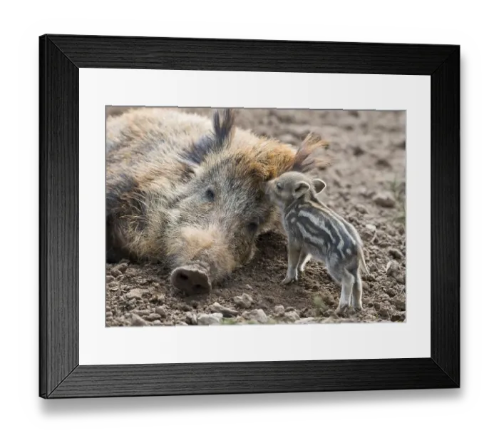 Framed Print : Wild boar (Sus scrofa), dormant sow and piglet Framed Print : Wild boar (Sus scrofa), dormant sow and piglet
