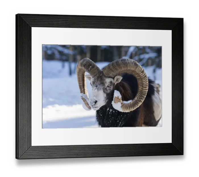 Framed Print : European mouflon (Ovis ammon musimon) Framed Print : European mouflon (Ovis ammon musimon)