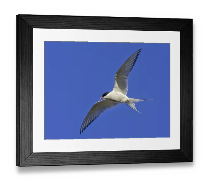 Framed Print : Arctic tern (Sterna paradisaea) in flight Framed Print : Arctic tern (Sterna paradisaea) in flight