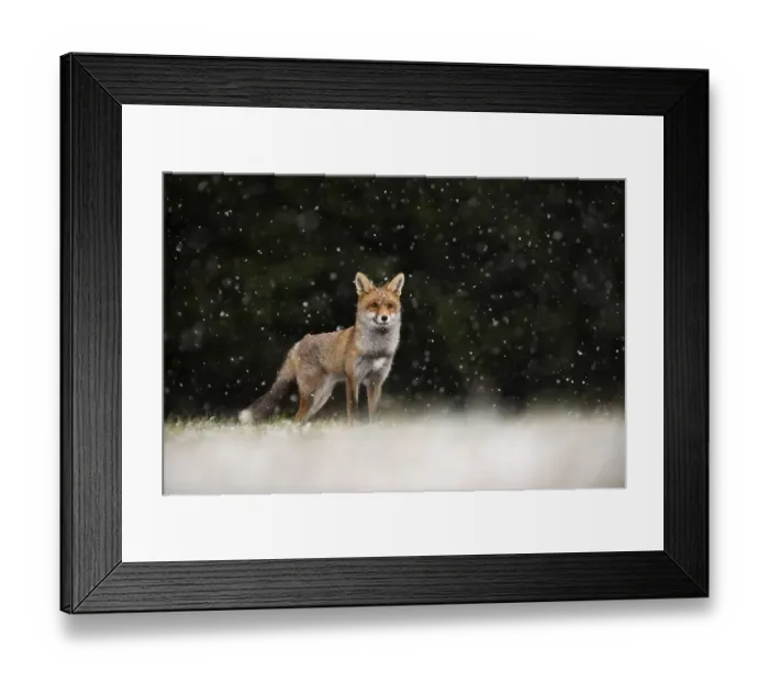 Framed Print : Red fox (Vulpes vulpes) during snowfall