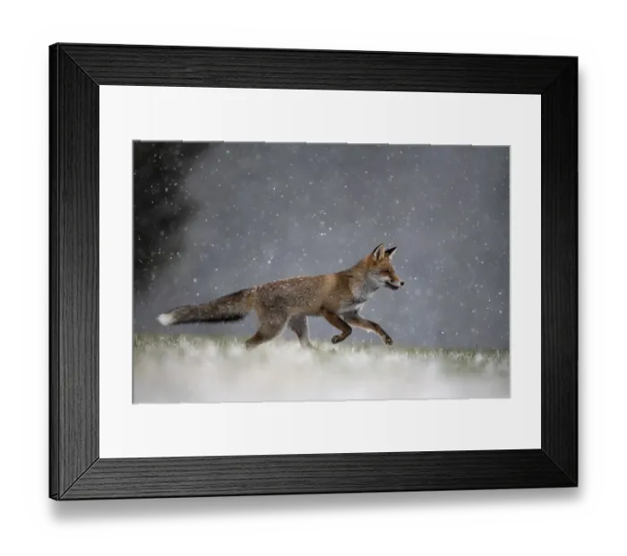Framed Print : Red fox (Vulpes vulpes) runs during snowfall