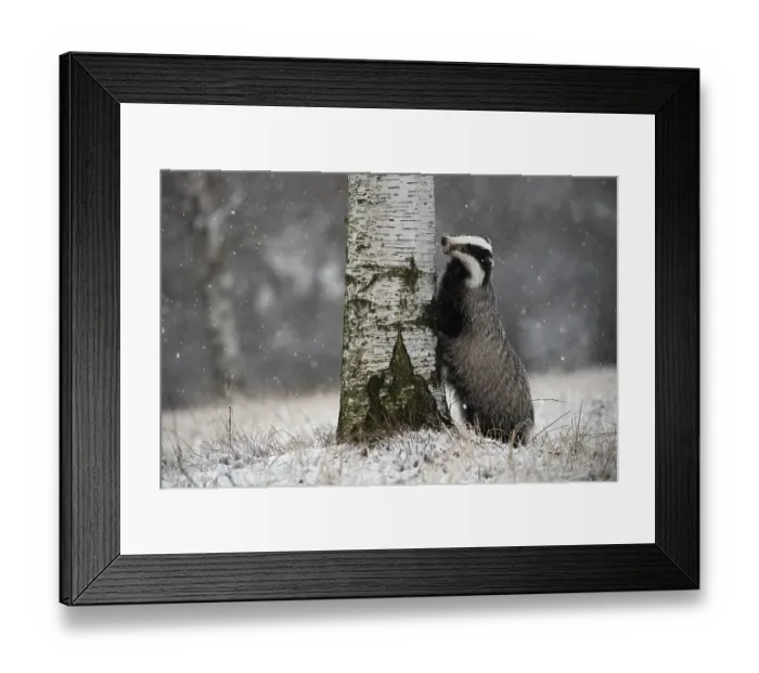 Framed Print : European badger (Meles meles) leaning against tree in winter