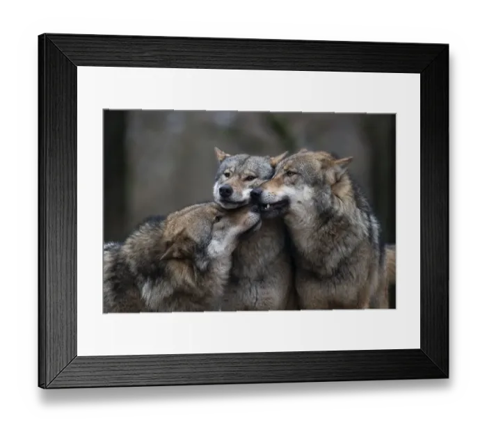Framed Print : Gray wolf (Canis lupus), Kempfeld