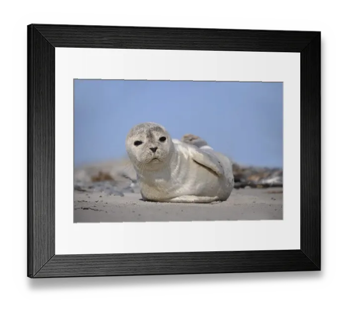 Framed Print : Harbour Seal (Phoca vitulina), pup