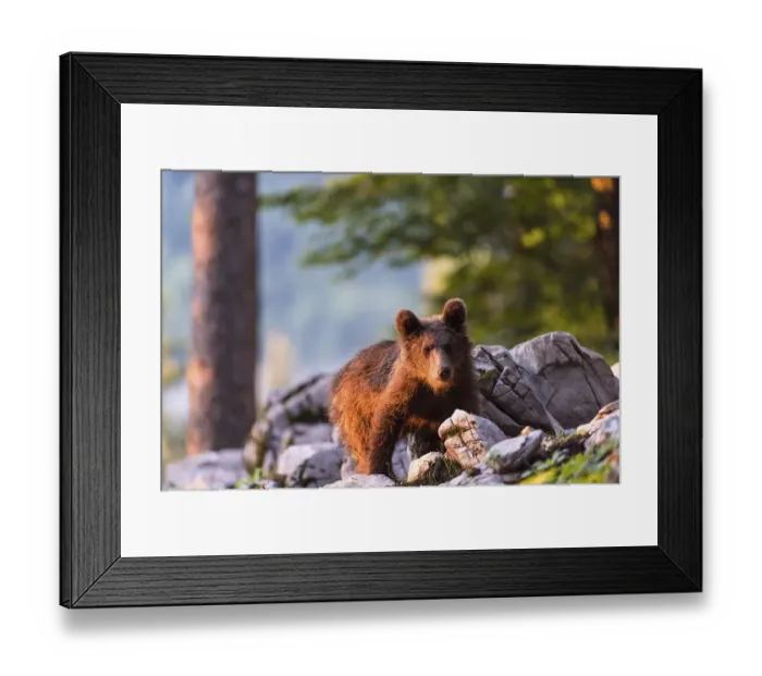 Framed Print : European Brown bear (Ursus arctos)