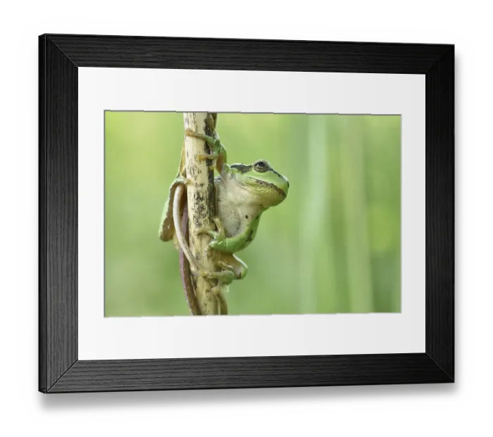 Framed Print : European tree frog (Hyla arborea) sits at reed stem