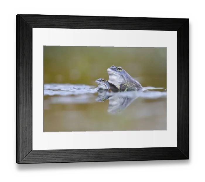 Framed Print : Moor frogs (Rana arvalis), two males