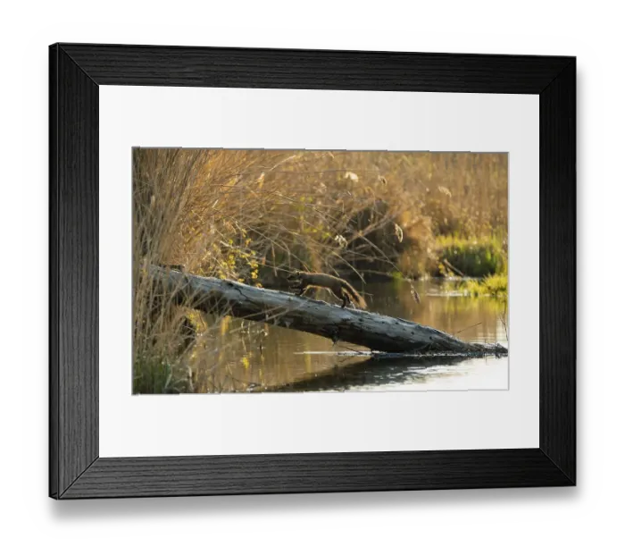 Framed Print : European pine marten (Martes martes)