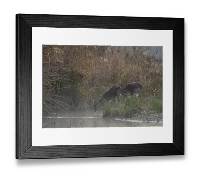Framed Print : Fallow deer cows (Dama dama), light fog Framed Print : Fallow deer cows (Dama dama), light fog