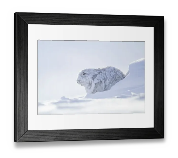 Framed Print : Mountain hare (Lepus timidus) adult in it's winter coat on a snow covered mountain