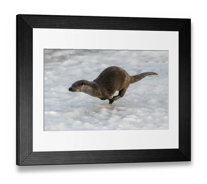 Framed Print : European otter (Lutra lutra) runs over the ice