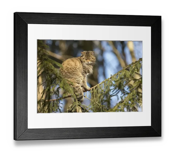 Framed Print : Wildcat (Felis silvestris), captive Framed Print : Wildcat (Felis silvestris), captive