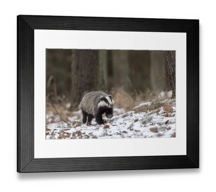 Framed Print : European badger (Meles meles) runs in snow