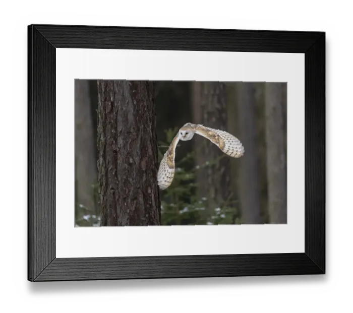Framed Print : Common barn owl (Tyto alba) in flight