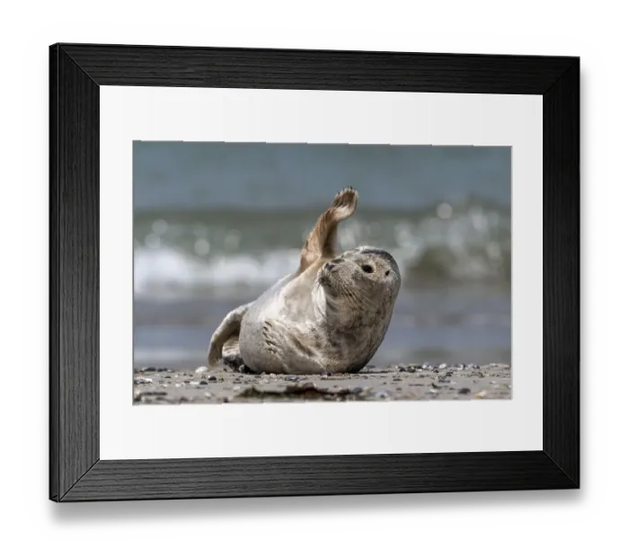 Framed Print : Grey seal (Halichoerus grypus) waves at the beach Framed Print : Grey seal (Halichoerus grypus) waves at the beach