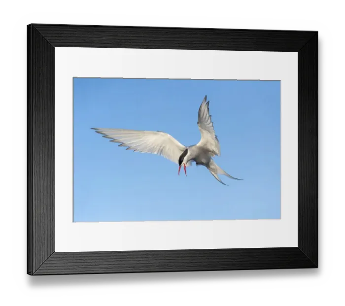 Framed Print : Arctic tern (Sterna paradisaea) on approach