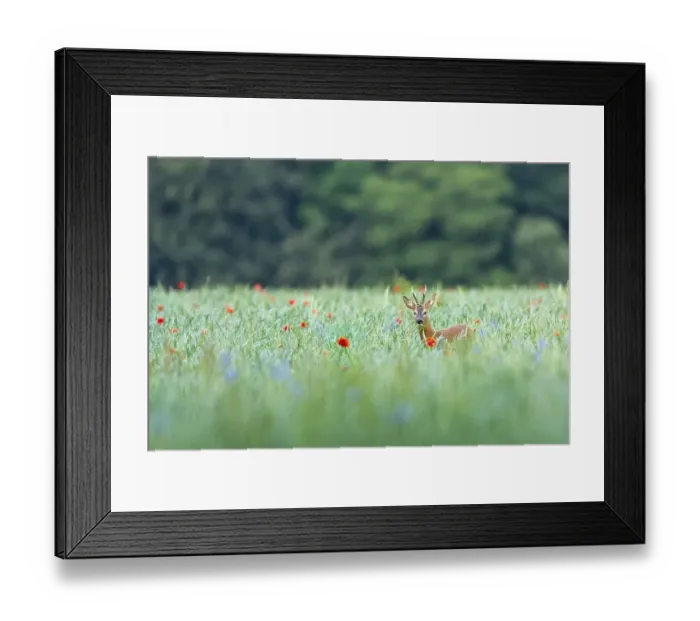 Framed Print : European roe deer (Capreolus capreolus) Framed Print : European roe deer (Capreolus capreolus)