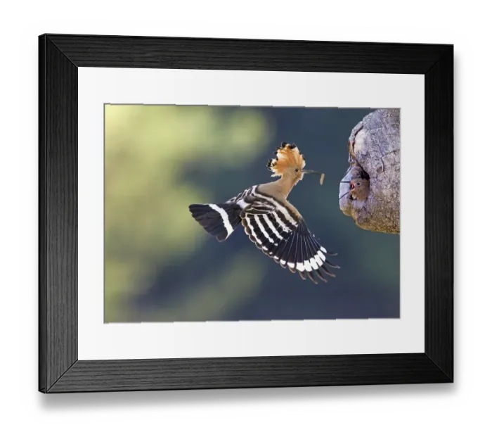 Framed Print : Hoopoe (Upupa epops), adult with prey Framed Print : Hoopoe (Upupa epops), adult with prey
