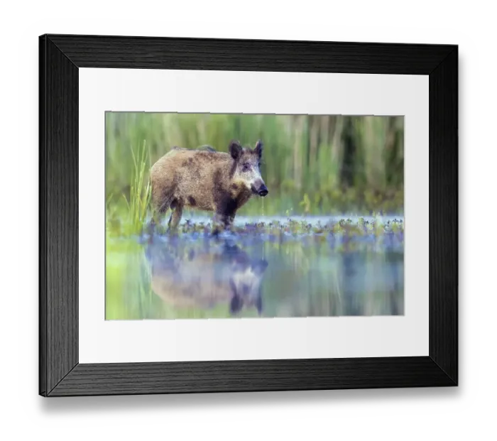 Framed Print : Wild boar (Sus scrofa) standing in water
