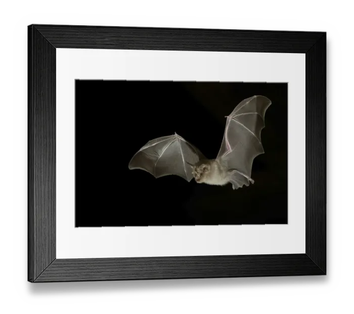 Framed Print : Greater horseshoe bat (Rhinolophus ferrumequinum) in flight at night Framed Print : Greater horseshoe bat (Rhinolophus ferrumequinum) in flight at night