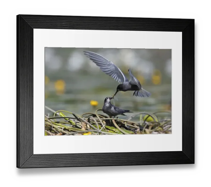 Framed Print : Black tern (Chlidonias niger), courtship feeding Framed Print : Black tern (Chlidonias niger), courtship feeding