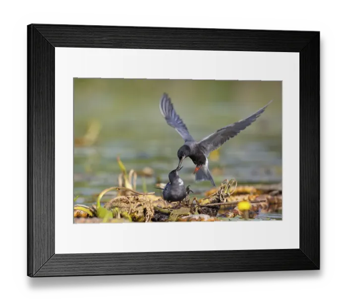 Framed Print : Black tern (Chlidonias niger), courtship feeding