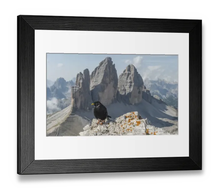Framed Print : Alpine Chough (Pyrrhocorax graculus) sits on rocks
