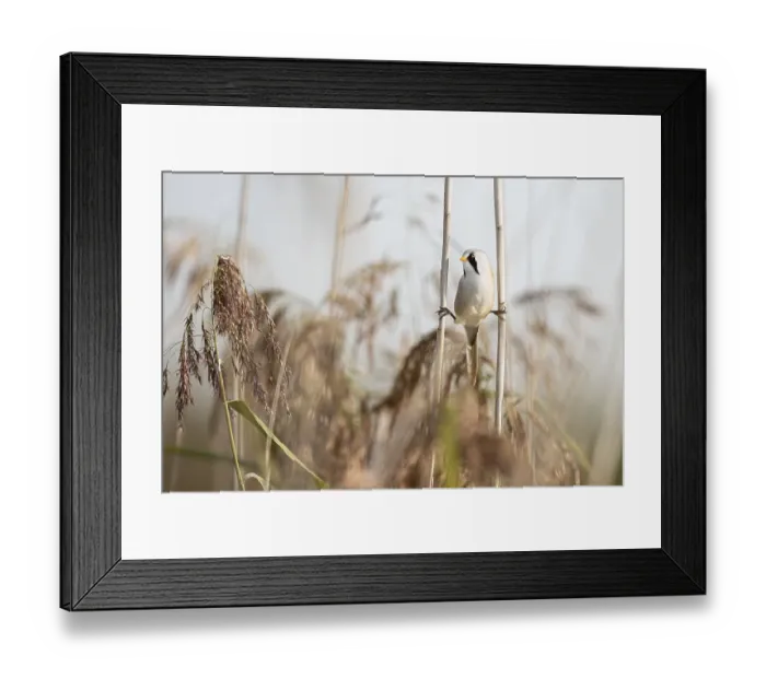 Framed Print : Bearded reedling (Panurus biarmicus)