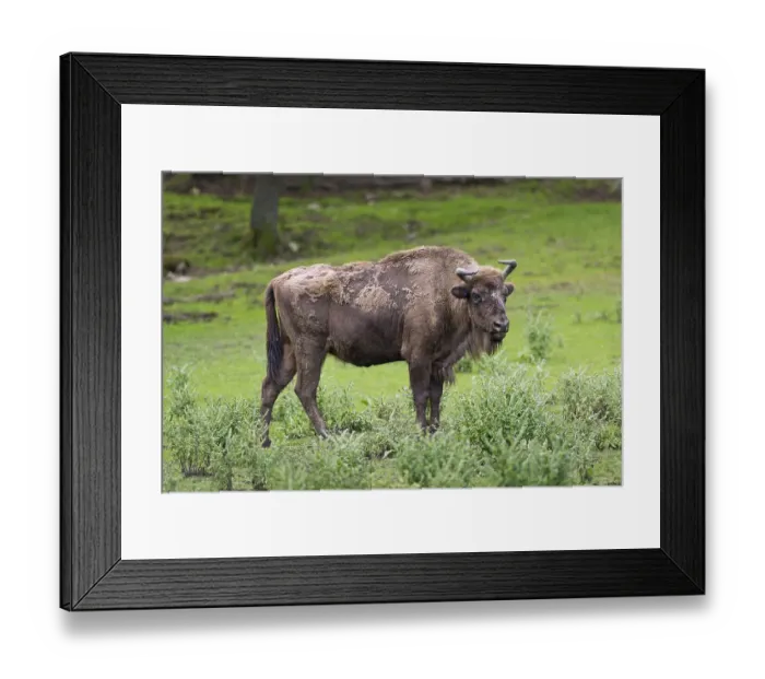 Framed Print : European Bison (Bison bonasus)