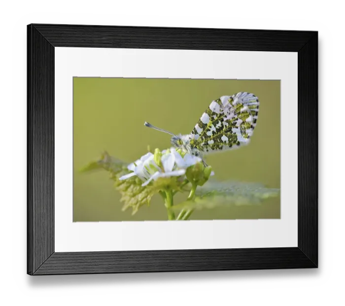 Framed Print : Orange tip (Anthocharis cardamines) Framed Print : Orange tip (Anthocharis cardamines)