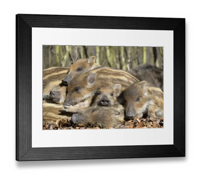 Framed Print : Wild boars (Sus scrofa), shoats lying in the sun and warming each other