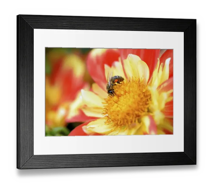 Framed Print : Honey bee (Apis) with pollen pouch sitting on a dahlia flower (Dahlia)