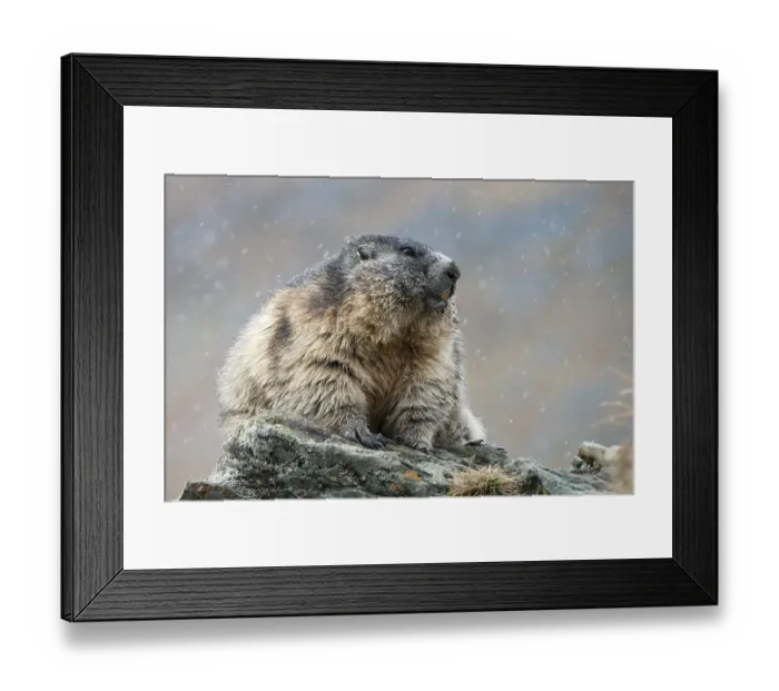 Framed Print : Alpine marmot (Marmota marmota) Framed Print : Alpine marmot (Marmota marmota)