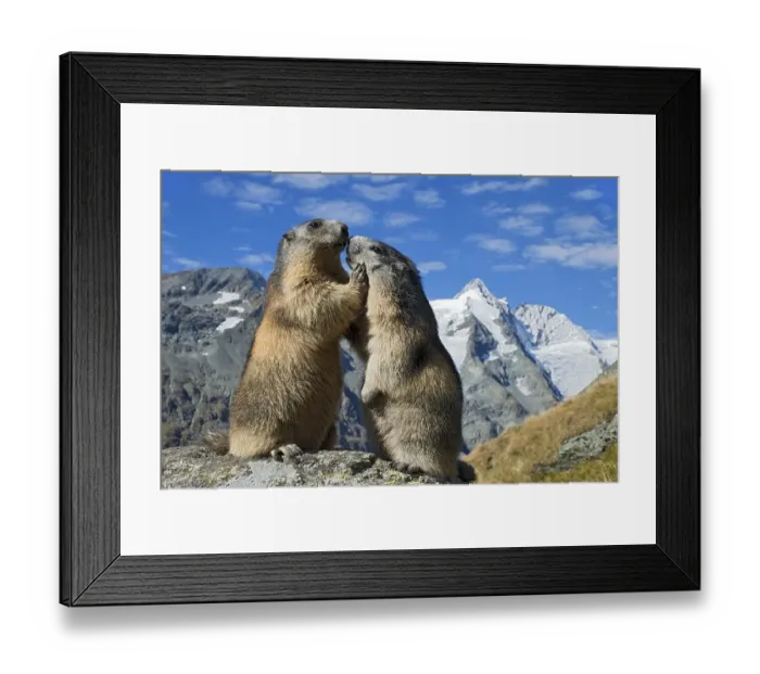 Framed Print : Alpine marmots (Marmota marmota) Framed Print : Alpine marmots (Marmota marmota)