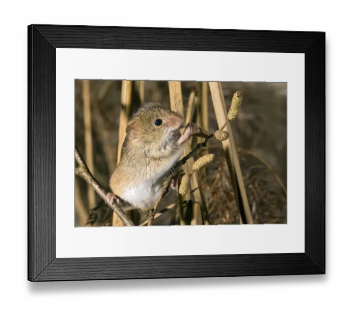Framed Print : Eurasian harvest mouse (Micromys minutus)