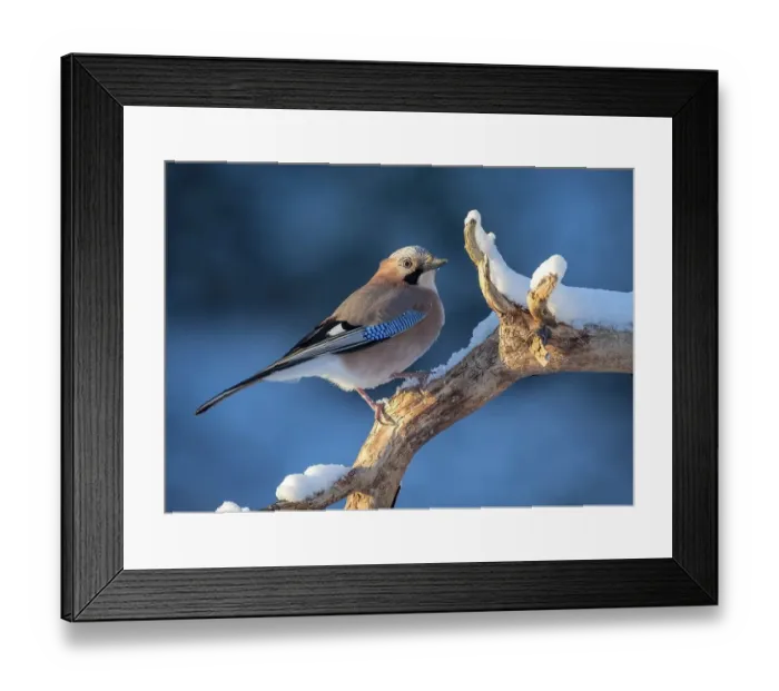 Framed Print : Eurasian jay (Garrulus glandarius) sits on branch with snow