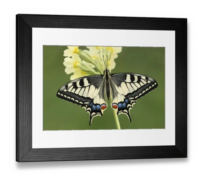 Framed Print : Swallowtail (Papilio machaon) on primrose